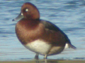 Ferruginous Duck